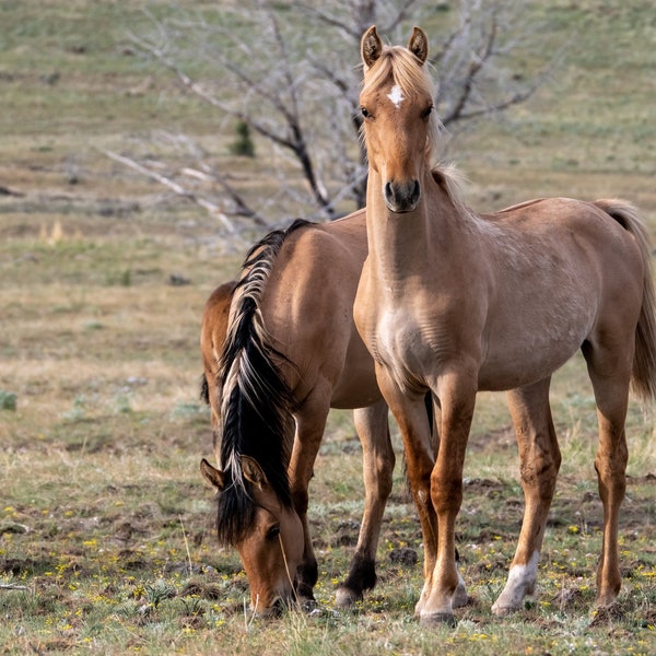 Kiger Yearlings