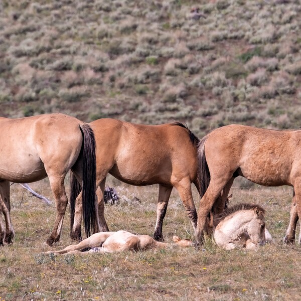 Two Kiger Foals