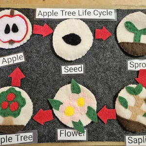 May include: A felt Apple Tree Life Cycle board featuring six circular felt pieces depicting an apple slice, a seed, a sprout, a sapling, a flower, and an apple tree. Red felt arrows indicate the cycle sequence on a dark gray felt background.