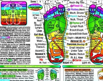 FOOT REFLEXOLOGY CHART Rainbow® Chakra Coded Acupressure Massage, Inner Light Resources Rainbow® Cards+Charts; 2-sided; Small Poster/LgCard.
