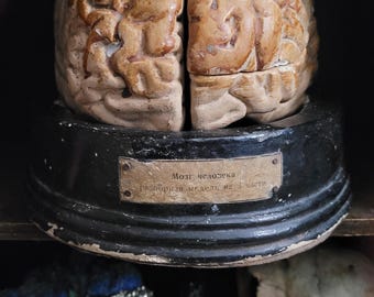 Antique Human Brain Model Antique Anatomical Medical Oddities Soviet Plaster