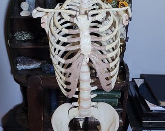 1800s Antique Paper Mache Torso Anatomy Human Bones Skeleton Model Oddities