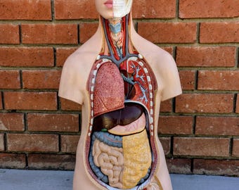 Life Size Detachable Vintage Anatomy Model 3B Scientific German Medical Oddities