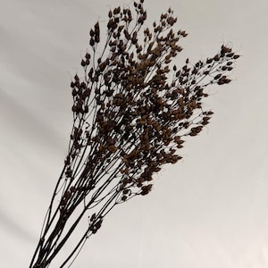 May include: A bundle of dried brown flax stems featuring numerous small, teardrop-shaped seed pods attached to thin, branching stalks. The plant material is dark brown in color, with a delicate, airy structure and slender, rigid stems.