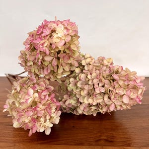 May include: A cluster of dried hydrangea flowers featuring multiple rounded heads with a mix of soft pink, pale green, and cream-colored petals. The delicate, papery blooms are arranged together, showcasing a natural, muted color palette.