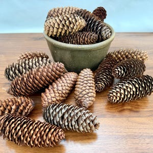 May include: A collection of brown, textured pine cones arranged in and around a matte olive green ceramic bowl. The pine cones vary in size and shape, displaying natural woody scales and pointed tips, creating a rustic display of forest elements.