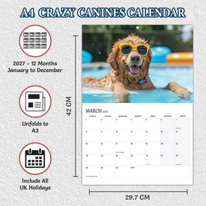 May include: A 2027 wall calendar titled A4 Crazy Canines Calendar featuring a golden dog wearing yellow sunglasses in a swimming pool. The calendar measures 42 cm by 29.7 cm, covers 12 months from January to December, unfolds to A3 size, and includes all UK holidays.