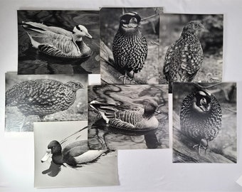 Vintage 7 PHOTOS SET Ducks, Quail, Tragopan Pheasant Birds Wildlife 8x10"