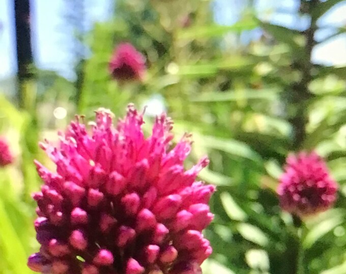 3 Drumstick Allium Premium Bulbs pre Chilled for Indoor Forcing Etsy