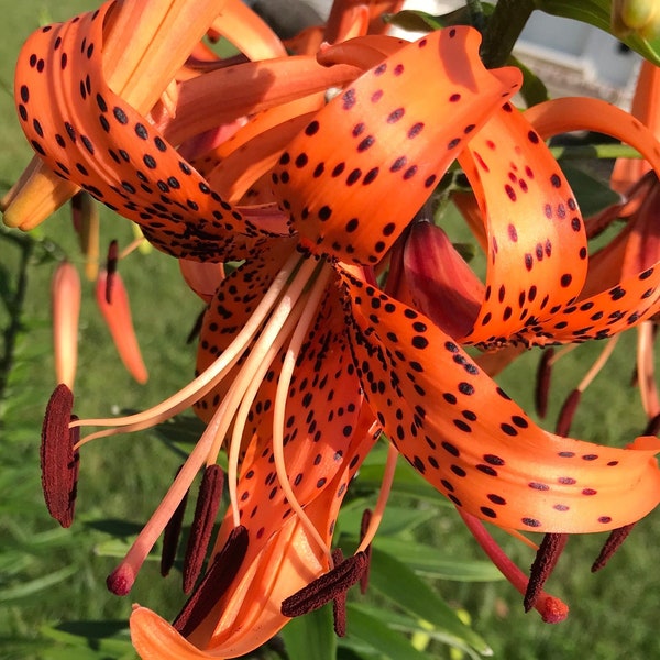 Tiger Lily Bulbs Etsy