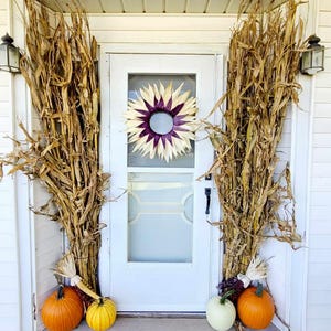 Dried Corn Stalks Bundle Fall Decor Thanksgiving Halloween & Fall - 72&quot; to 32&quot; Choose Size