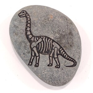 Dinosaur Fossil Rocks, Trex, Pterodactyls, Brontosaurus, Triceratops Perfect gifts for Geologist Future to be,Kids learning. Size 2 to 3in Brontosaurus