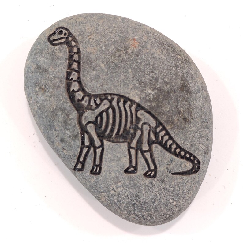 Dinosaur Fossil Rocks, Trex, Pterodactyls, Brontosaurus, Triceratops Perfect gifts for Geologist Future to be,Kids learning. Size 2 to 3in Brontosaurus