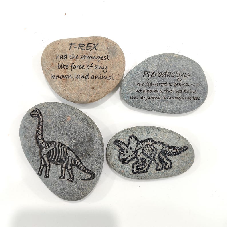 Dinosaur Fossil Rocks, Trex, Pterodactyls, Brontosaurus, Triceratops Perfect gifts for Geologist Future to be,Kids learning. Size 2 to 3in bild 2