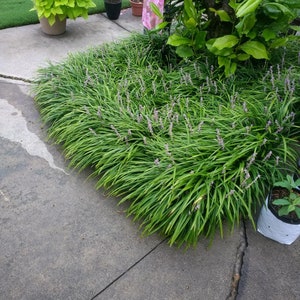 Lirope - 5 bareroot plants - Great ground cover and erosion contoller