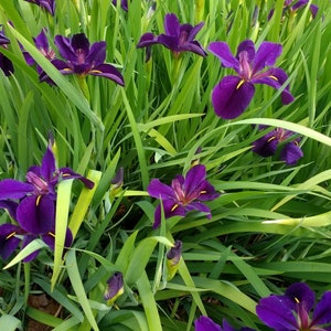 Dark Purple Louisiana Iris/black gamecock. 4 rhizomes bareroot