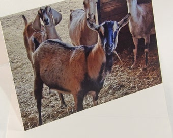 Goat Christmas Card Assortment