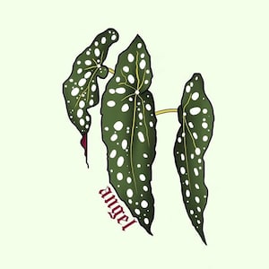 Angel Wing Begonia Digital Art Print