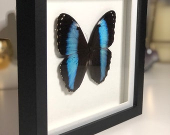 Blue Banded Morpho (Morpho achilles) - Real Framed Butterfly