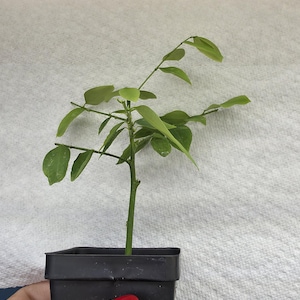 Katuk Cutting (1) Phyllanthus Androgynus, Star Gooseberry, or Sweet Leaf,(rooted)