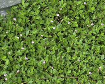 20 Frog Fruit Cuttings (not rooted)