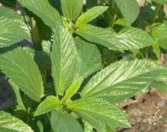 Egyptian Spinach / Molokhia Spinach Seeds