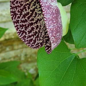 Dutchman&#39;s Pipe Vine Seeds