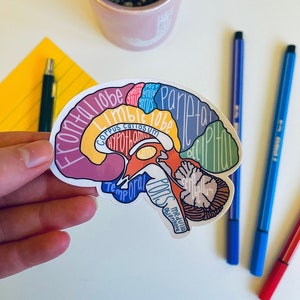 Labelled Anatomical Brain Sticker - Medical Healthcare Students