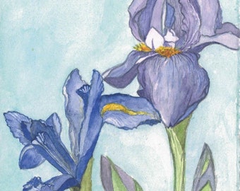 Iris Aquarell