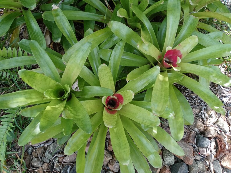 2 Pc. Neoregelia Goldilocks Bromeliad Tropical Plant - Etsy