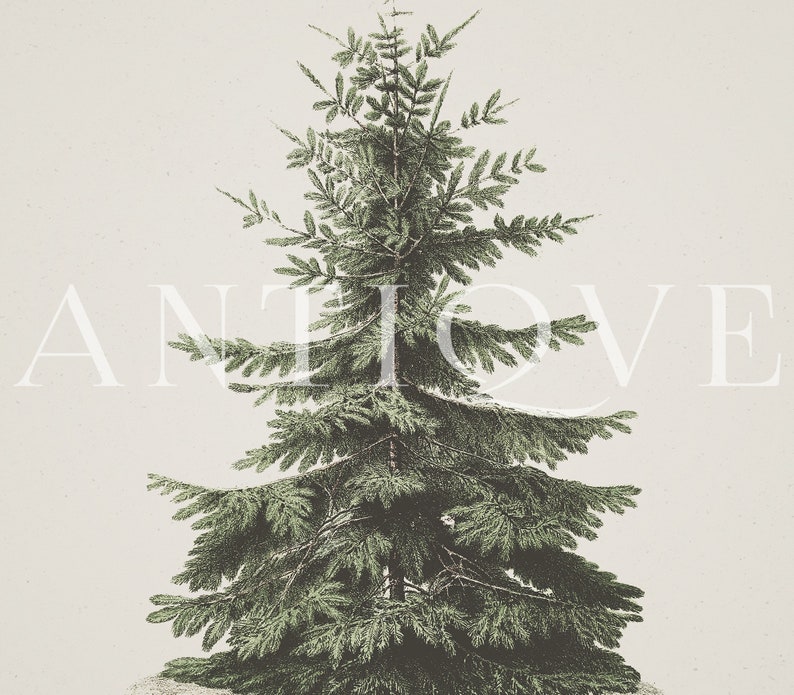 Vintage Fir Botanical Sketch Printable Christmas Tree Pine Tree Antique Print Digital Download 613 image 3