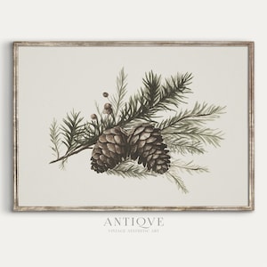 May include: A vintage illustration of a pine branch with two brown pine cones and small green berries. The illustration is on a light beige background with the text "ANTIQVE VINTAGE AESTHETIC ART" at the bottom.