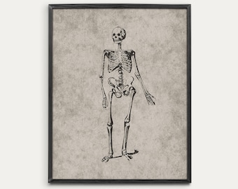 May include: A black and white vintage illustration of a human skeleton on a textured beige background. The skeleton is standing upright with its arms at its sides.