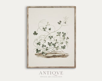 Vintage Shamrock Print | Irish Home Decor | Digital Download | 580