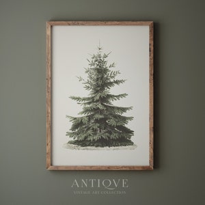 Vintage Fir Botanical Sketch Printable Christmas Tree Pine - Etsy