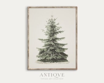 Vintage Fir Botanical Sketch | Printable Christmas Tree | Pine Tree Antique Print | Digital Download | 613