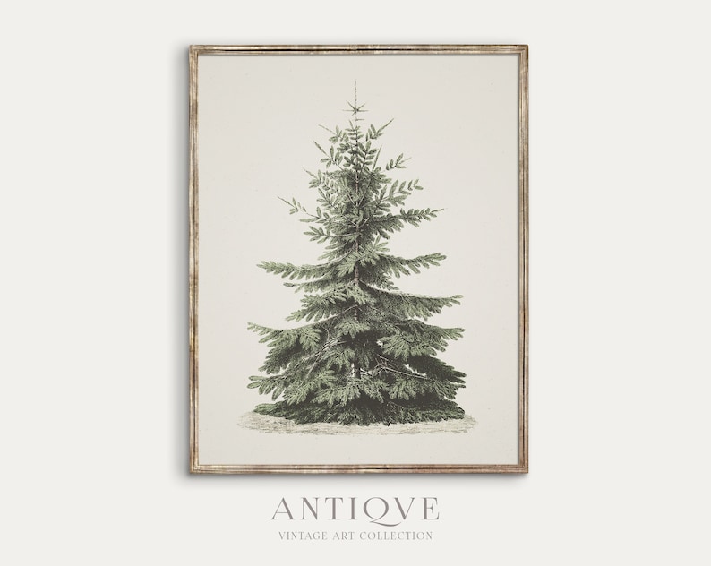 Vintage Fir Botanical Sketch Printable Christmas Tree Pine Tree Antique Print Digital Download 613 image 1