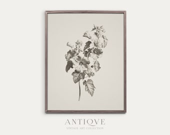 Vintage Flower Sketch Print | Botanical Artwork | Printable Download | 462