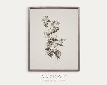 Vintage Flower Sketch | Botanical Artwork | Printable Download | 463