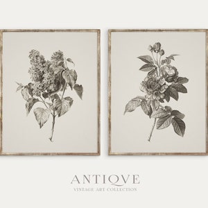 Puede incluir: Un conjunto de dos estampados botánicos vintage que presentan una ilustración en blanco y negro de una flor de lila y una rosa. Las estampas están enmarcadas en un marco dorado simple y tienen un fondo beige claro.