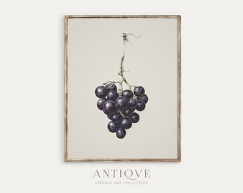 Vintage Grapes Sketch | Farmhouse Print | Digital Download | 503