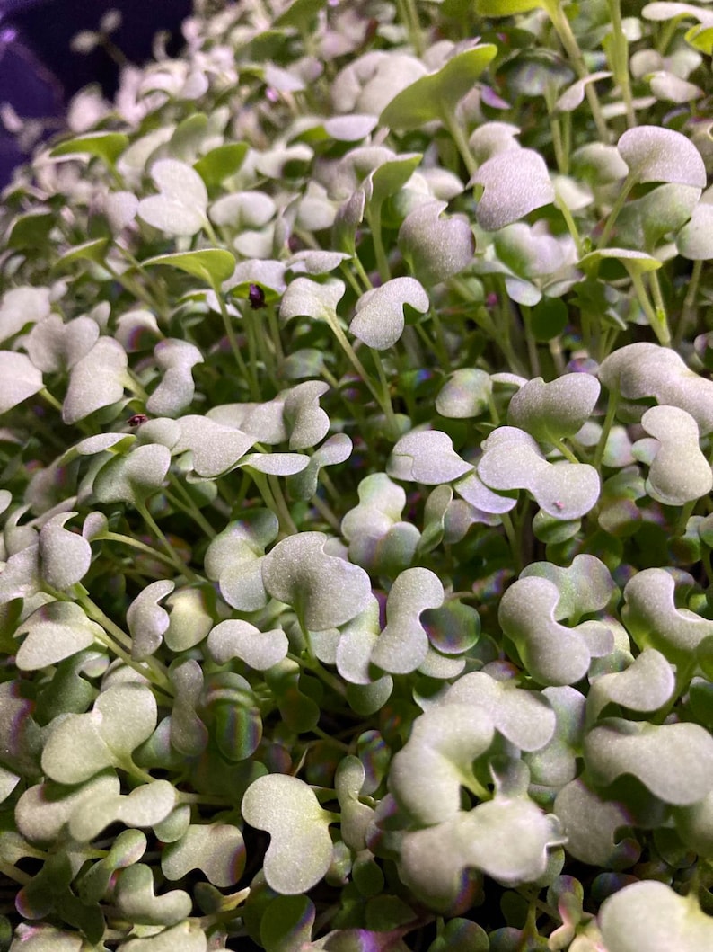 Yellow Mustard Microgreens Seeds Etsy