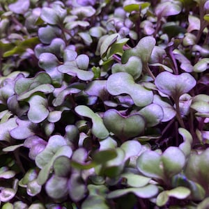 Rode Acre Kool Microgreens Zaden
