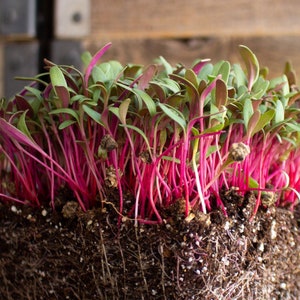 Rare Pink Lipstick Swiss Chard Microgreens Seeds