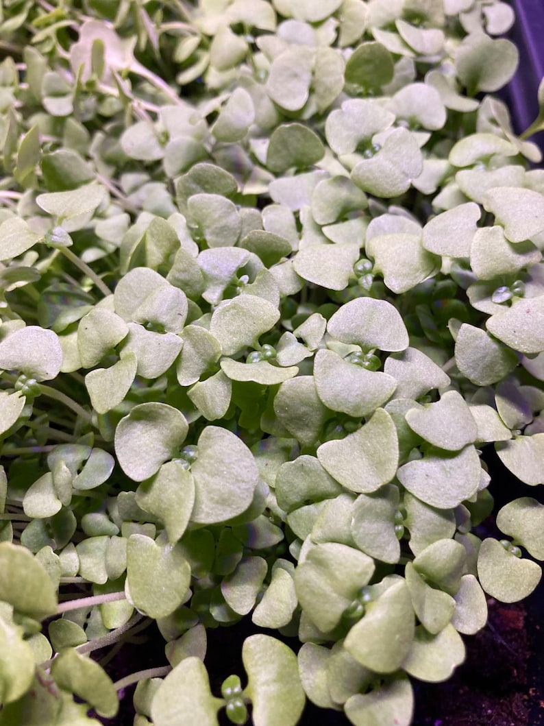 Yellow Mustard Microgreens Seeds Etsy