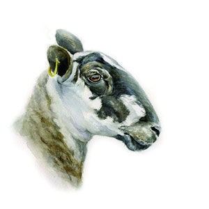 Sheep Mule ewe portrait art watercolour blank card