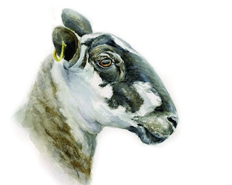 Sheep Mule ewe portrait art watercolour blank card