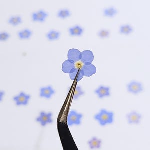 Fleur myosotis pressée, myosotis bleu britannique naturel séché, fleur pour la fabrication de bijoux en résine, carte d'invitation de mariage scrapbooking