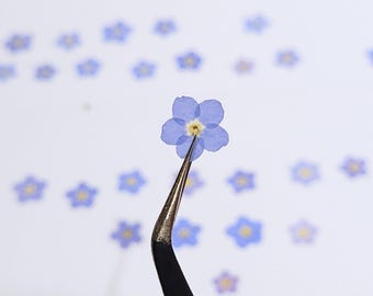 Fleur myosotis pressée, myosotis bleu britannique naturel séché, fleur pour la fabrication de bijoux en résine, carte d'invitation de mariage scrapbooking