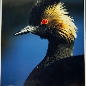 Black-Necked Grebe - Signed Photo Print - Terry Steele